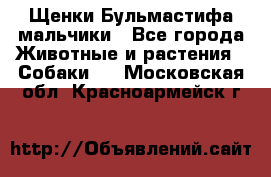 Щенки Бульмастифа мальчики - Все города Животные и растения » Собаки   . Московская обл.,Красноармейск г.